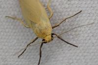 Indalia pygmaeola pallifrons