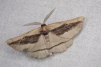 Menophra nycthemeraria