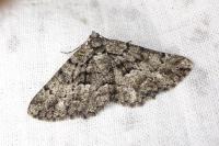 Peribatodes ilicaria ilicaria