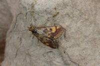 Pyrausta aurata