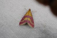 Pyrausta virginalis