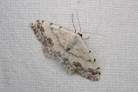 Scopula ornata