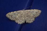 Scopula submutata roseonitens