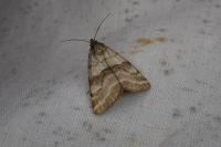 Synthymia fixa
