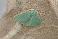 Xenochlorodes olympiaria