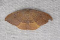Watsonalla uncinula