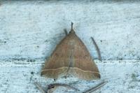 Polypogon plumigeralis