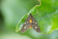 Dysauxes punctata