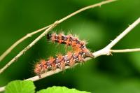 Euplagia quadripunctaria