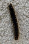 Eriogaster lanestris