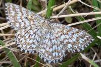 Scopula tessellaria