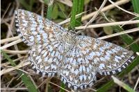 Scopula tessellaria