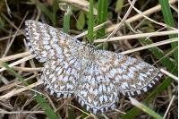 Scopula tessellaria