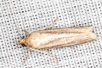 Selagia argyrella