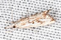 Catoptria falsella