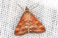 Pyrausta despicata