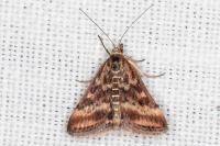 Pyrausta despicata