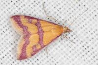 Pyrausta sanguinalis