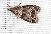 Eudonia mercurella