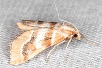 Metasia suppandalis