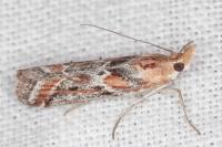 Ancylosis cinnamomella