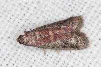 Ephestia woodiella/parasitella/elutella