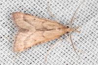 Synaphe punctalis