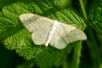Scopula floslactata