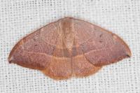 Watsonalla uncinula