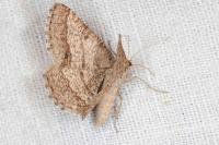 Isturgia murinaria