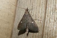 Dolicharthria punctalis