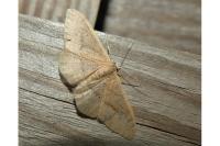 Idaea degeneraria