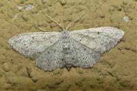 Idaea seriata