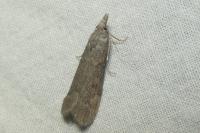 Lamoria anella