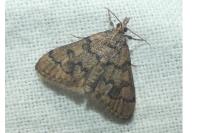 Metasia cyrnealis