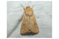 Mythimna vitellina