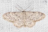 Idaea typicata