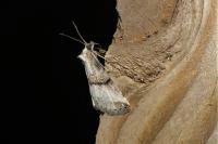 Zebeeba falsalis