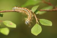 Malacosoma neustria