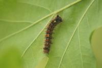 Lymantria dispar
