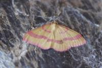 Rhodostrophia calabra