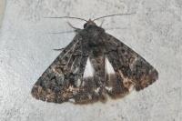 Catephia alchymista
