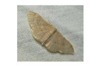 Idaea straminata