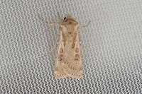 Agrotis ripae