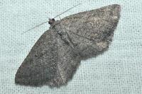 Rhoptria asperaria