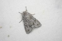 Acronicta aceris