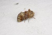 Amephana anarrhini