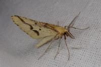 Aspitates ochrearia