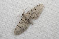Eupithecia schiefereri