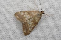 Evergestis politalis/dumerlei/marocana/marionalis